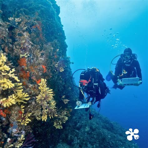 lutron marine palma de mallorca|Un proyecto de conservación marina libera seis  .